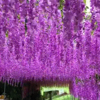 Vivid Beautiful Hanging Orchid Bunch